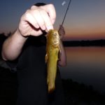 Bullhead Catfish