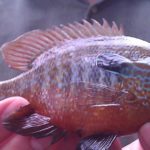 Long Ear Sunfish