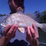 Freshwater Drum