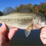 15fallbass - Realistic Fishing