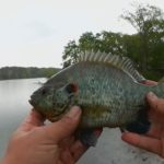 beastsunfish - Realistic Fishing