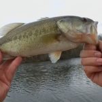 bedbass - Realistic Fishing