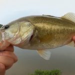 berkleybass - Realistic Fishing