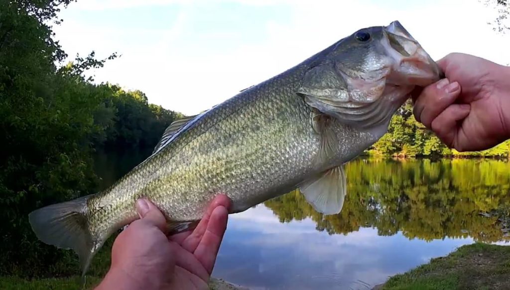 Realistic Fishing Large Mouth Bass