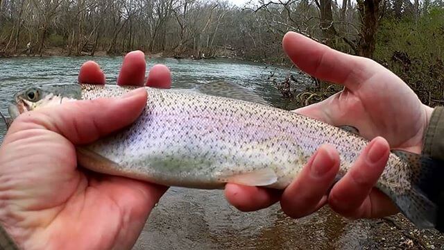 Trout Play-Doh