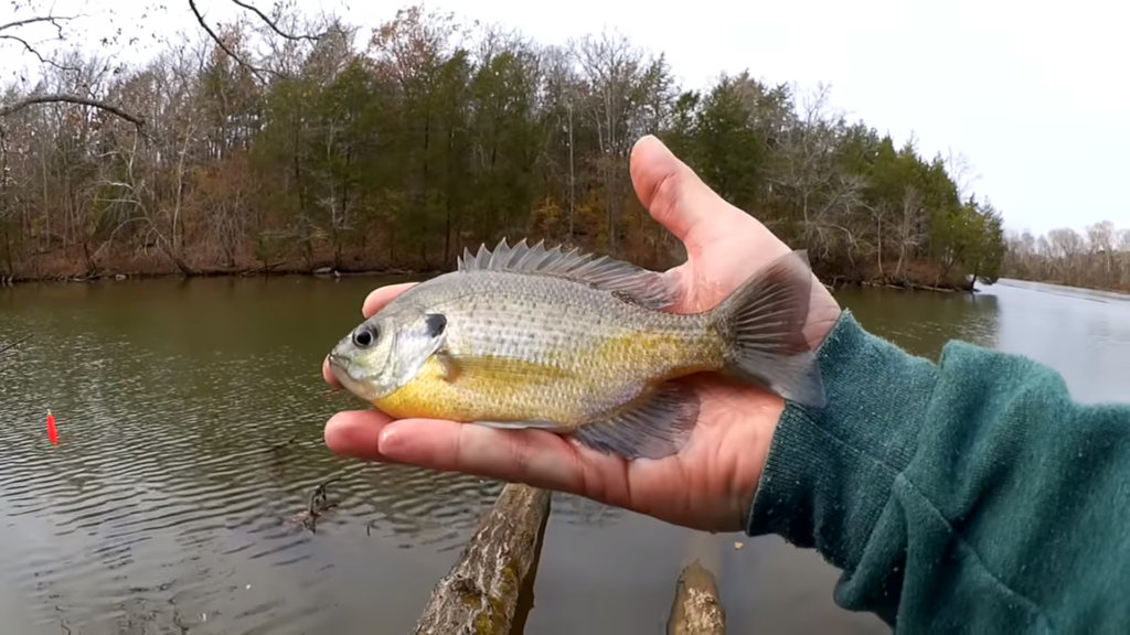 Gulp Minnow vs PowerBait Honey Worm - Realistic Fishing