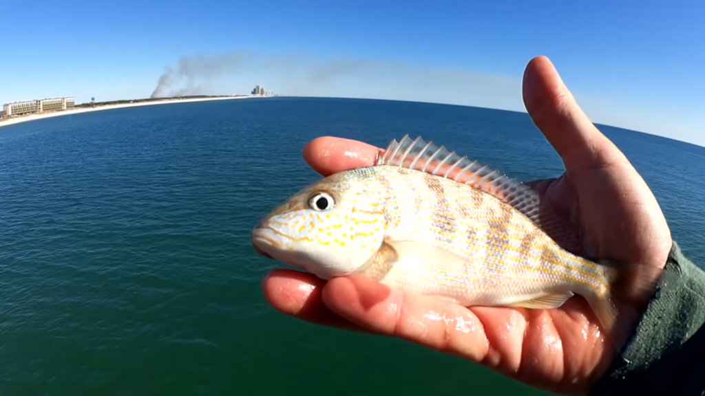 Winter fishing off the gulf state park pier easy gulf pier fishing - Realistic Fishing