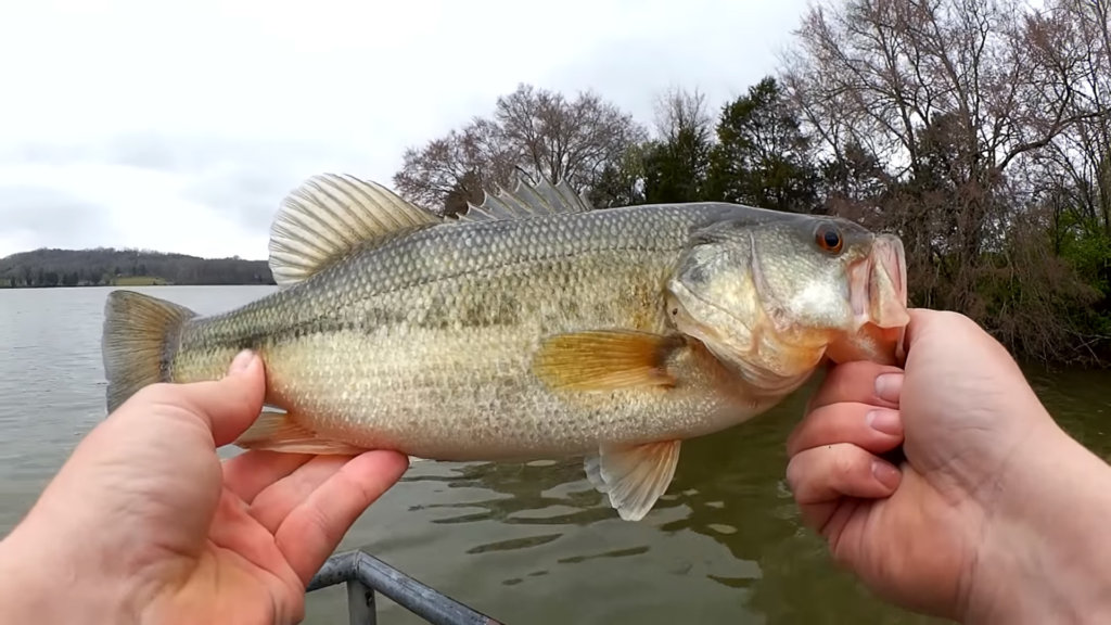 Bass Fishing with Cheap Fishing Lures from WalMart Ozark Trail - Realistic Fishing