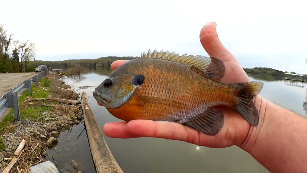 Easy Way To Catch a Lot of Fish Fishing with a Mini Trout Magnet - Realistic Fishing