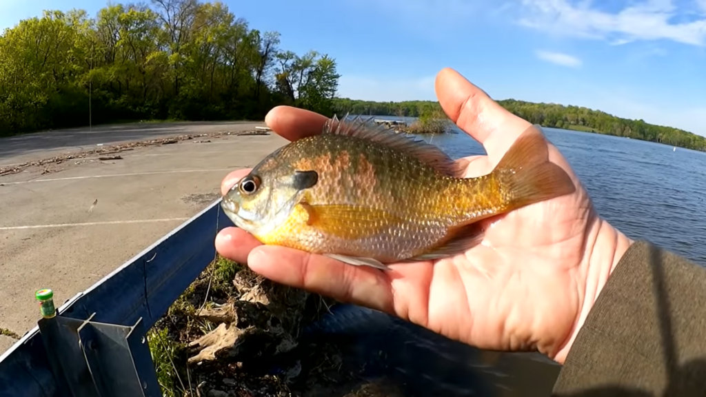 Fishing with the Last GULP Minnow at Skeleton Park One Inch Minnows - Realistic Fishing