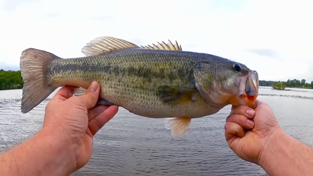 Bass Fishing with a WACKY Rig SENKO on Spinning Gear Nice Bass - Realistic Fishing