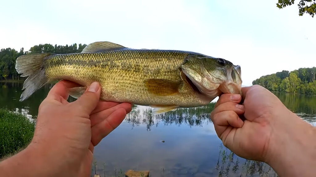 Easy Summer Bass Fishing Rig Wacky Rig Yum Dinger Beginner Level 1 - Realistic Fishing