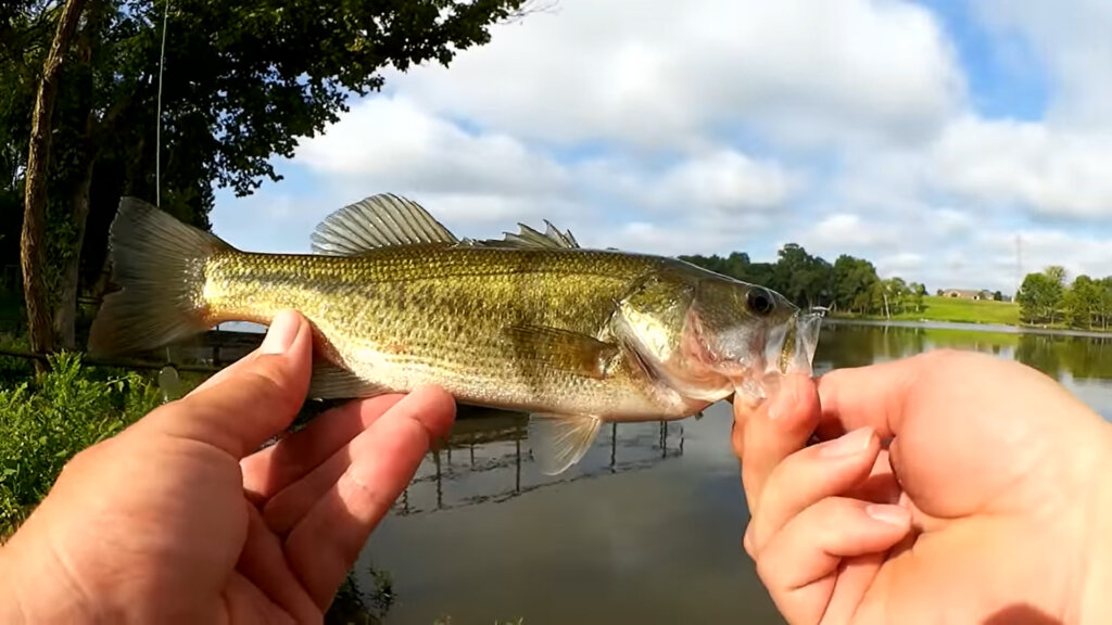 What do I Fish with When the BASS WONT BITE Summer Bass Fishing Rig - Realistic Fishing