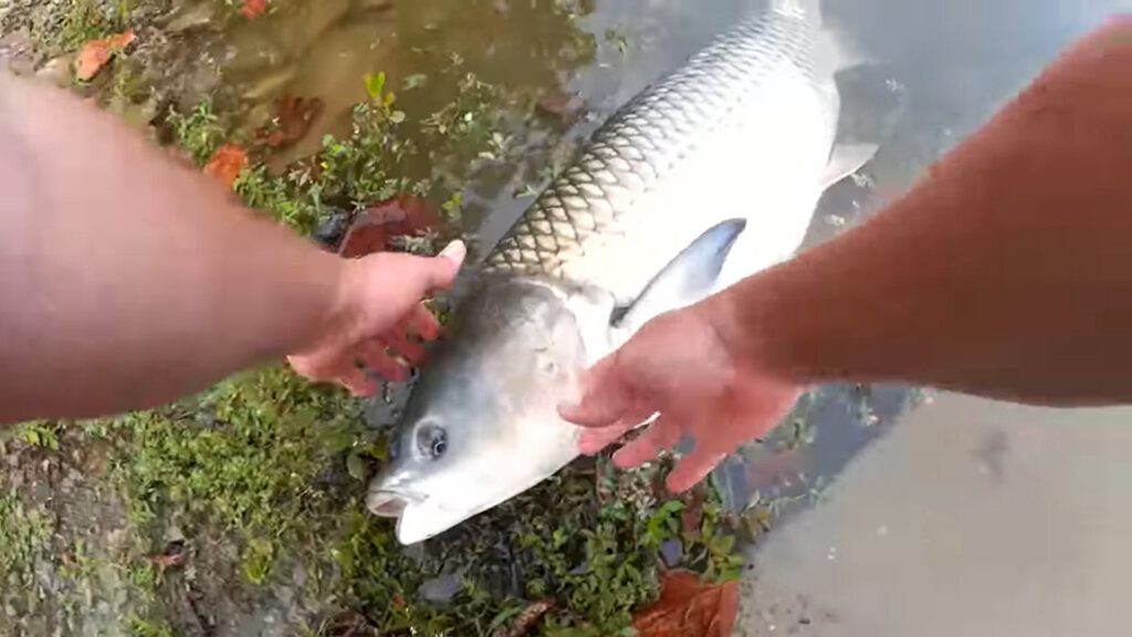 How I Accidentally Catch the BIGGEST Fish in the Lake on a Persimmon - Realistic Fishing