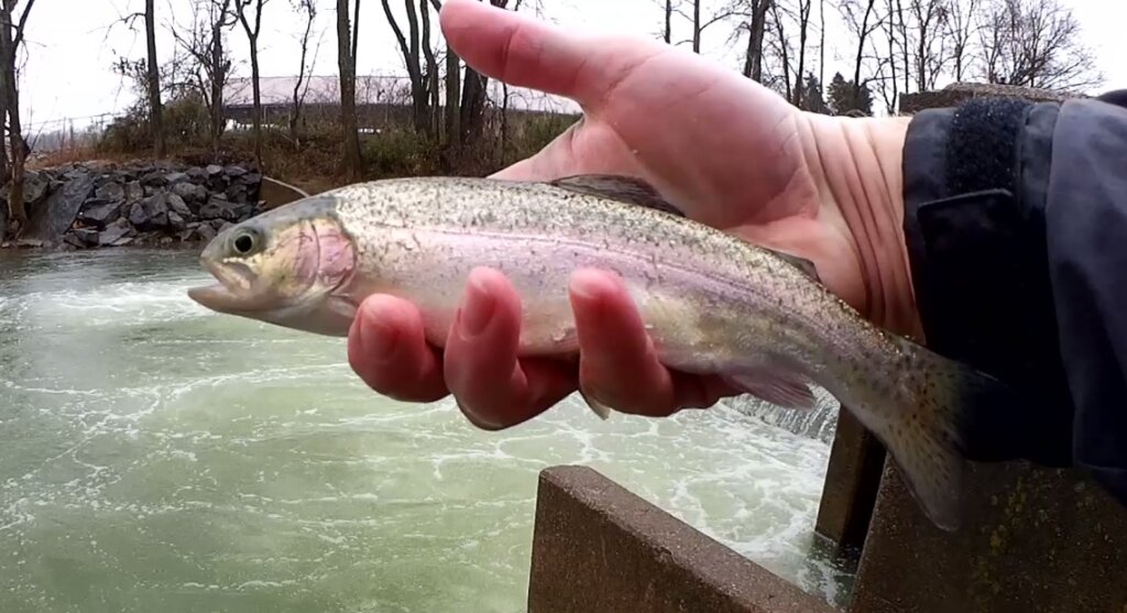 Roadside Trout Fishing in a Creek Trout Fishing at a Public Spillway - Realistic Fishing