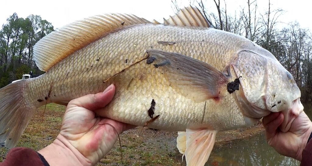 How to Catch a BIG FISH on a Small Hook GIANT FISH on a Tiny Rig - Realistic Fishing