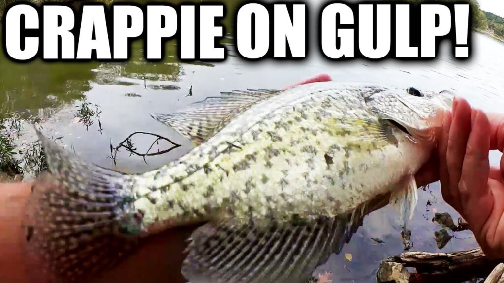 crappie fishing from the shore with gulp minnows fishing a hidden cove from a boat - Realistic Fishing